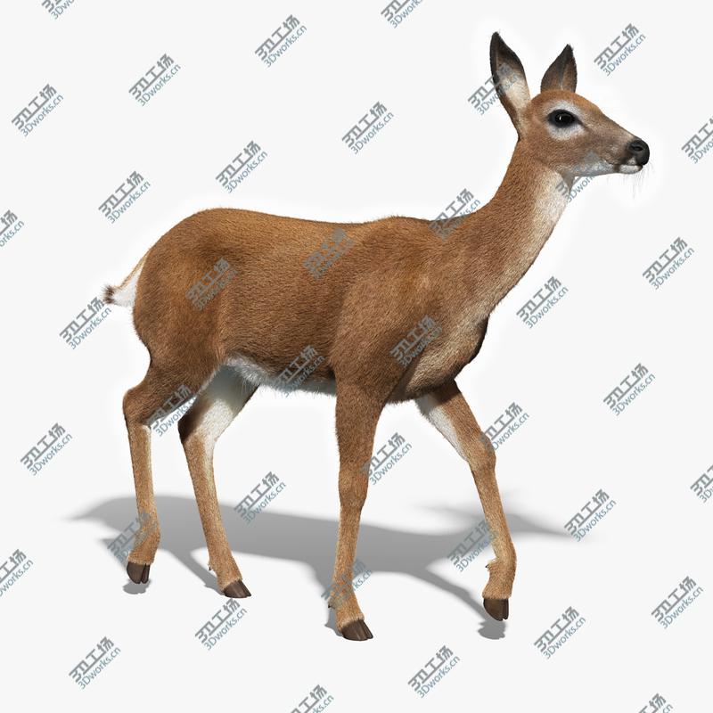 images/goods_img/20210114/White Tailed Doe(FUR)(ANIMATED)/2.jpg